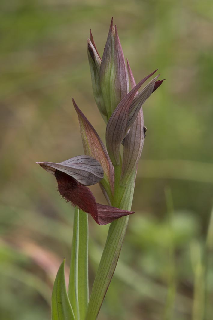 Serapias vomeracea / Serapide maggiore , Natura Mediterraneo | Forum